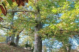 terreno con alberi di castagno 