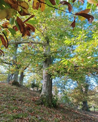 terreno con alberi di castagno 