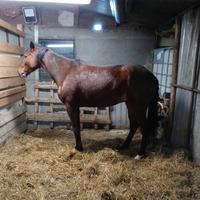 Cavallo trotter di 4 anni