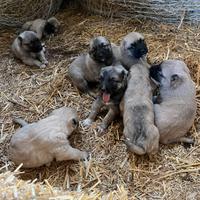 Cuccioli kangal