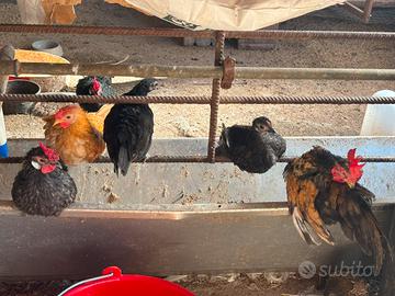 Galline americane 