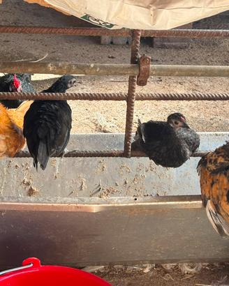 Galline americane 