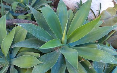 Agave attenuata  diverse dimensioni