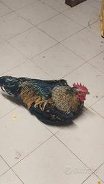  polli galline varie razze 