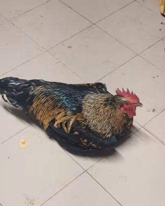  polli galline varie razze 