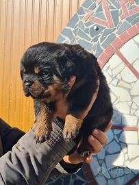 Cuccioli Rottweiler