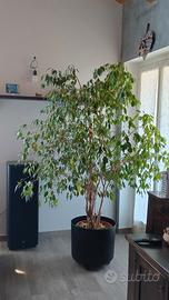 ficus Benjamin 