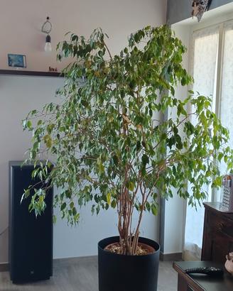 ficus Benjamin 