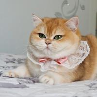 Allevamento british shorthair golden
