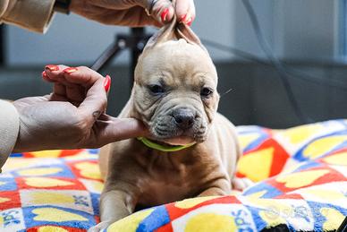 American pitbull terrier