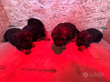 Cuccioli pastore tedesco