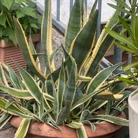 Pianta grassa agave americana