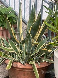 Pianta grassa agave americana