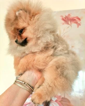 Cucciolo di Spitz di Pomerania nano (Volpino)