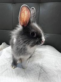 Cucciolo di coniglio nano ( testa di Leone)
