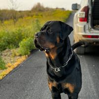 Rottweiler Maschio per Monta
