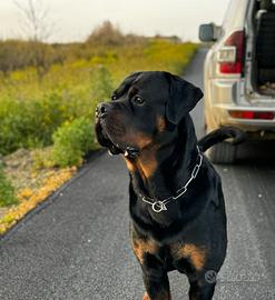 Rottweiler Maschio per Monta