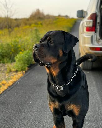 Rottweiler Maschio per Monta