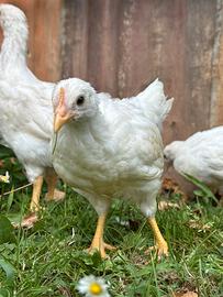 Galline ovaiole