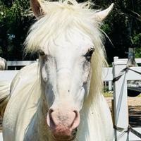 Pony da salto