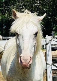 Pony da salto