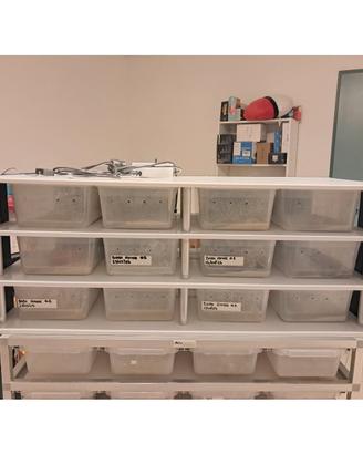 Rack professionale per rettili 