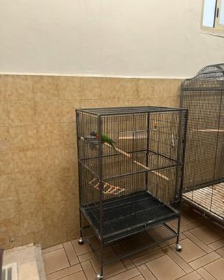 Lory arcobaleno