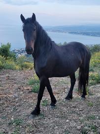 Cavalla barockpinta