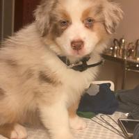 Cuccioli di australian shepherd