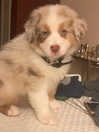 Cuccioli di australian shepherd