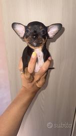Chihuahua