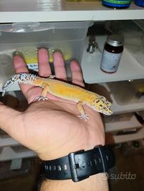 Geco leopardino