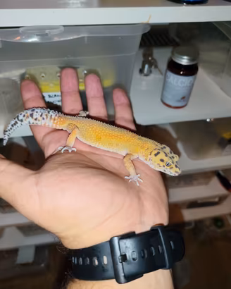 Geco leopardino