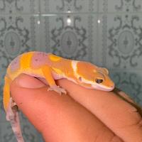 Geco leopardino