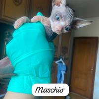 Gatto Sphynx cuccioli