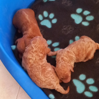 Disponibile cuccioli di barboncino toy femmine e m