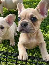 Bulldog francese cuccioli