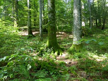 Progettazione aree boscive naturali permanenti