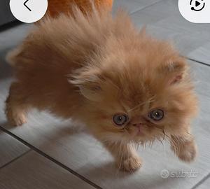 gatto cucciolo persiani 