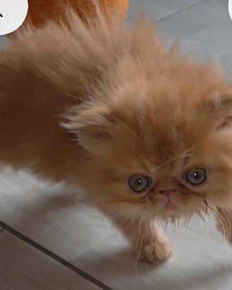 gatto cucciolo persiani 