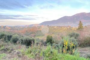 TER. AGRICOLO A PALOMBARA SABINA