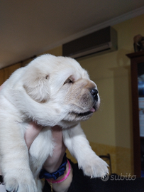 Cuccioli labrador retriever con pedigree