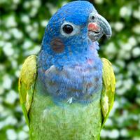 Pionus mentruss 2023 a mano