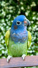 Pionus mentruss 2023 a mano