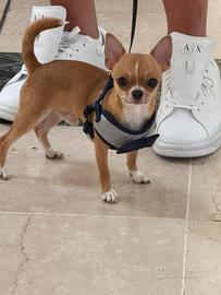 Chiwawa maschio