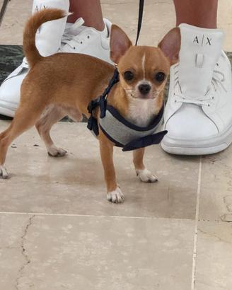 Chiwawa maschio