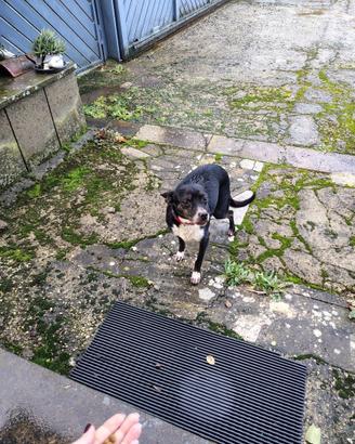 Cagnolina
