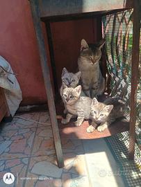 Gatti europei siberiano