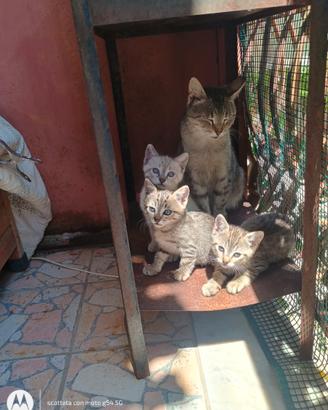 Gatti europei siberiano