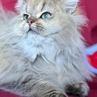 Gatto British Long Hair cuccioli
